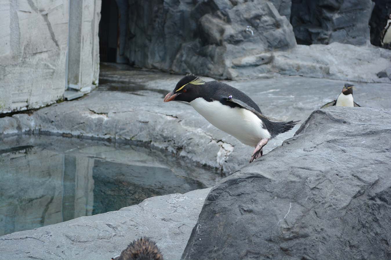 旭山動物園のペンギンがかわいい ジャンプ成功でドヤった顔を激写できる にゃも の遺産